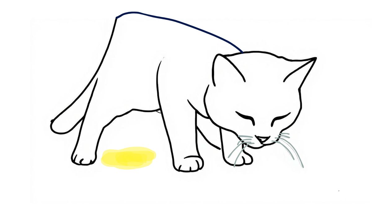 My cat pees too often